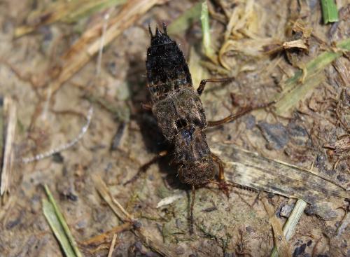 Réf. 188 898 : Ontholestes tessellatus